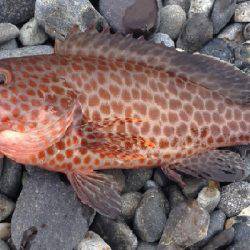 アオリイカまだまだ！ソウダガツオは好調